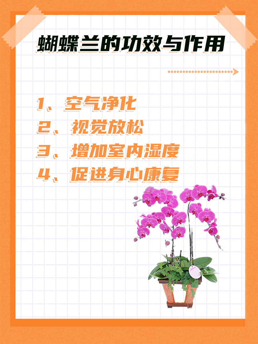 医生一文讲清楚：蝴蝶兰的功效与作用！