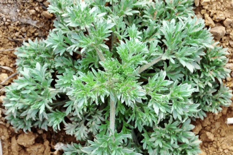 白蒿植株图 白蒿植株图