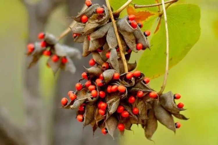 相思子及其植株图