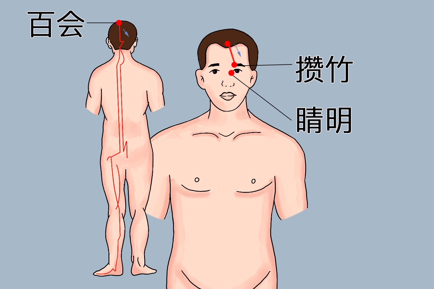足太阳膀胱经循行路线图