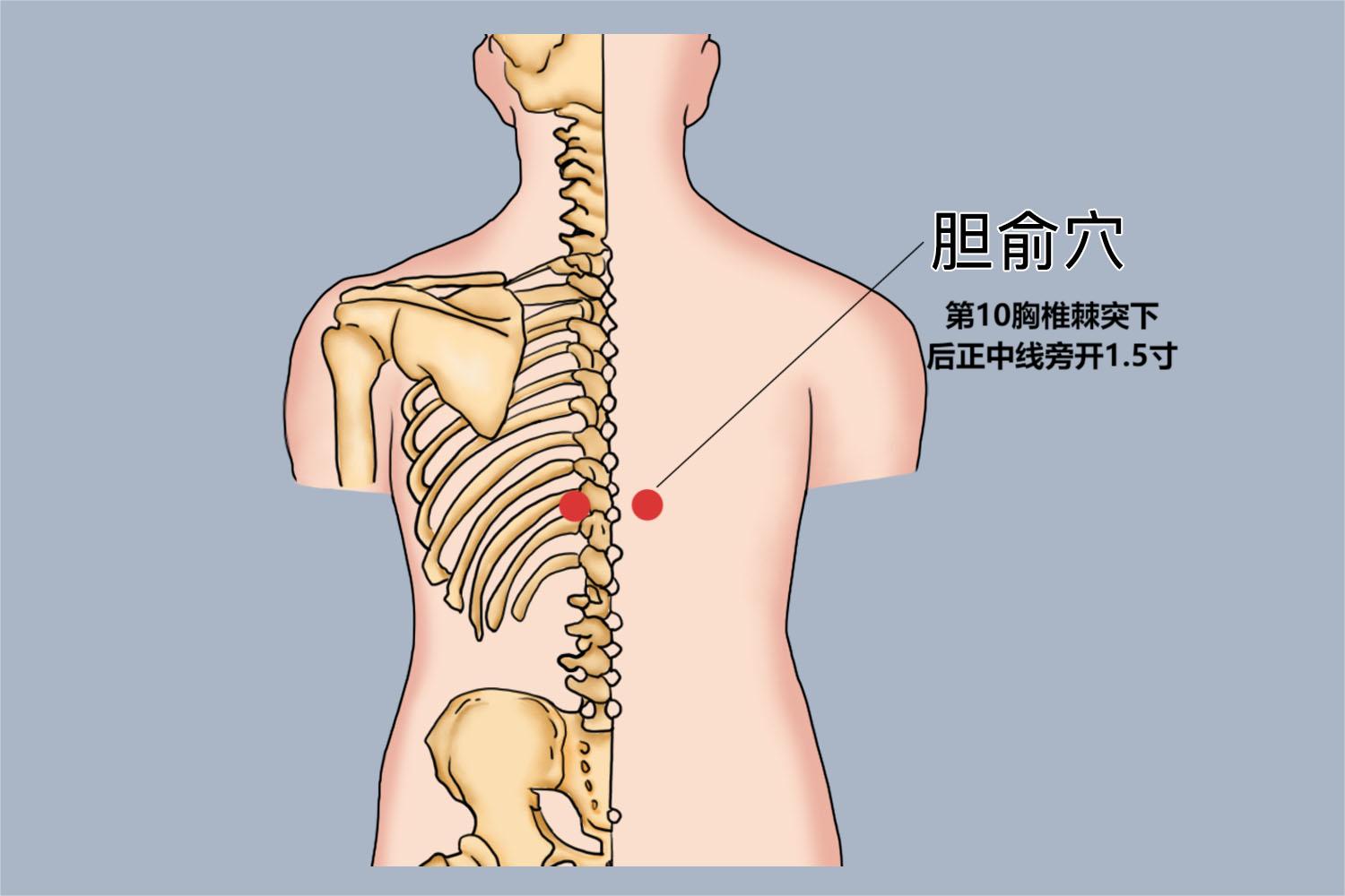 胆囊炎针灸胆俞穴位置图 胆囊炎针灸胆俞穴位置图