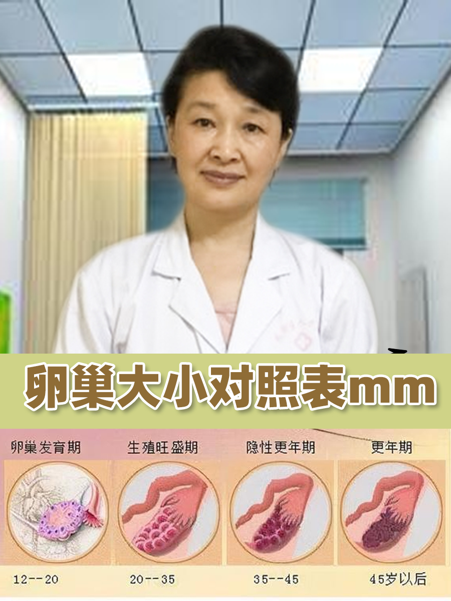 卵巢大小对照表mm