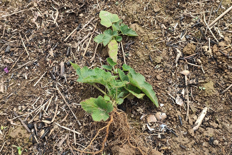 山莓原植株连根图