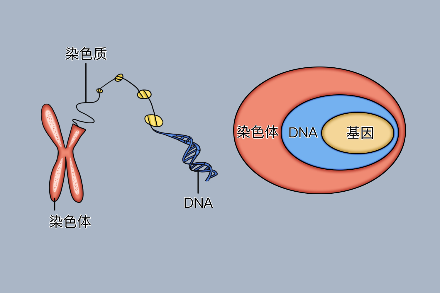 染色体和dna的关系图