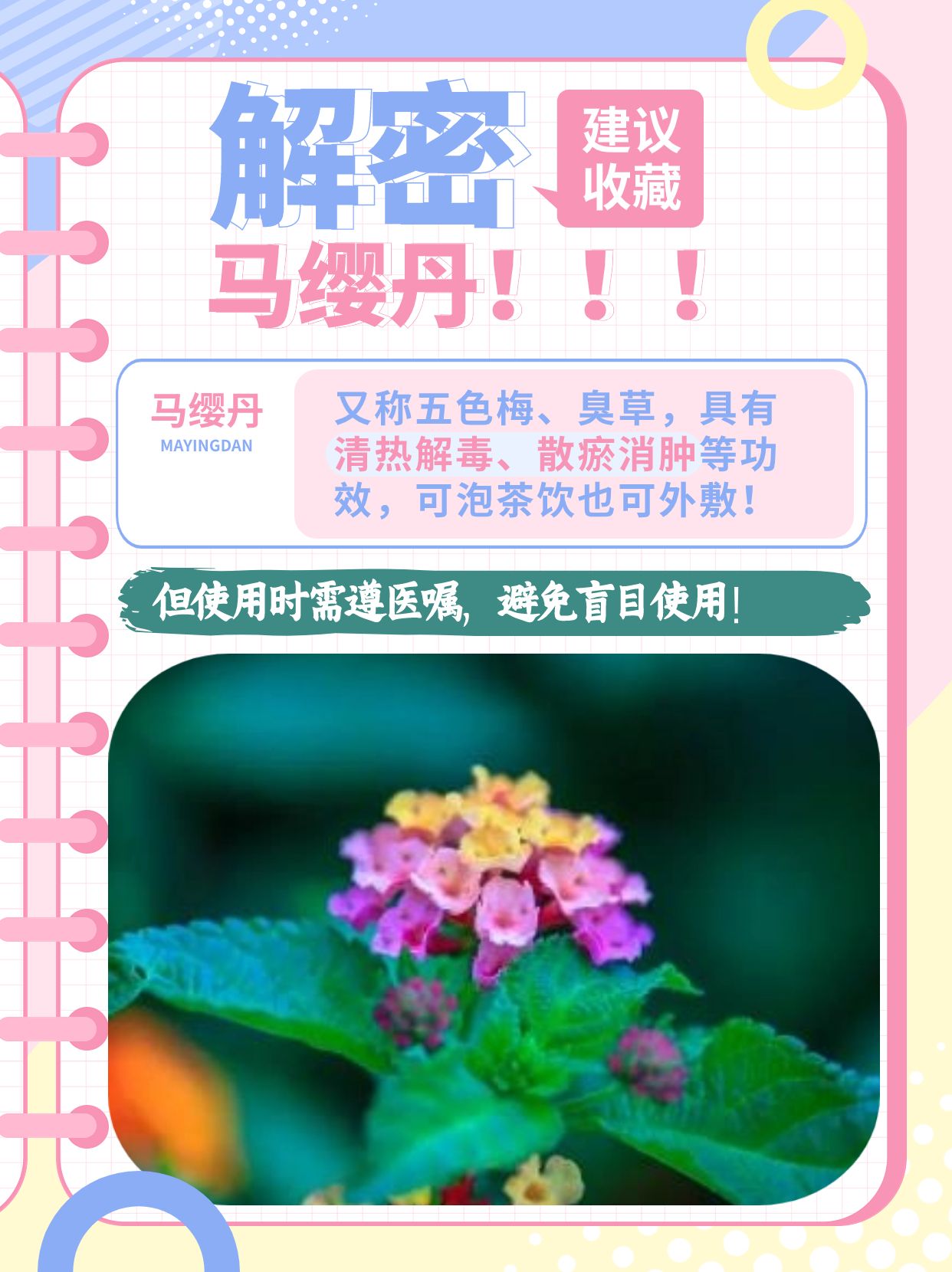 马缨丹，日常有哪些实际用处？