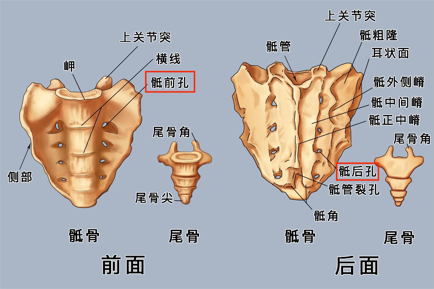 骶前孔和骶后孔位置图