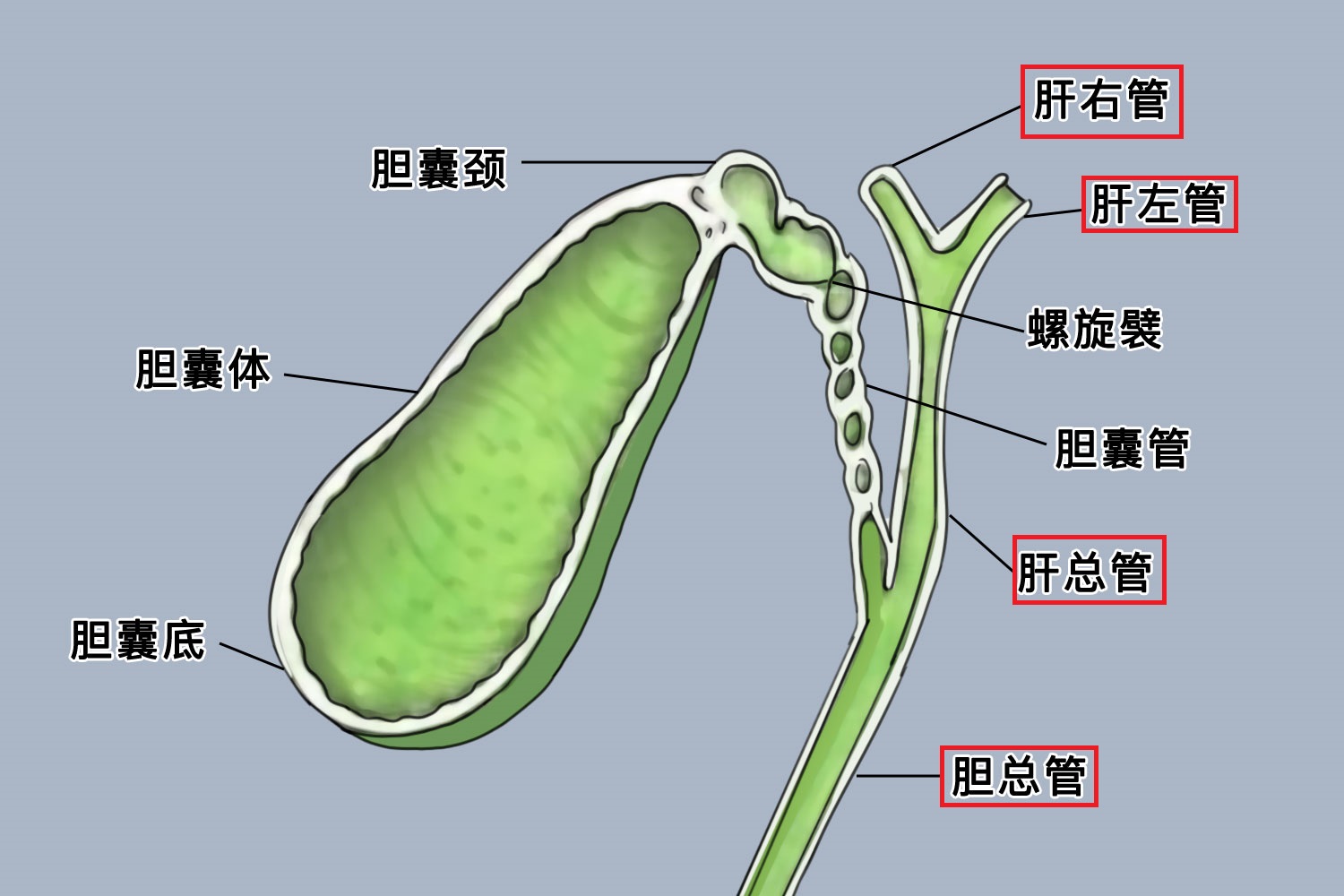 胆管结构解剖图图片