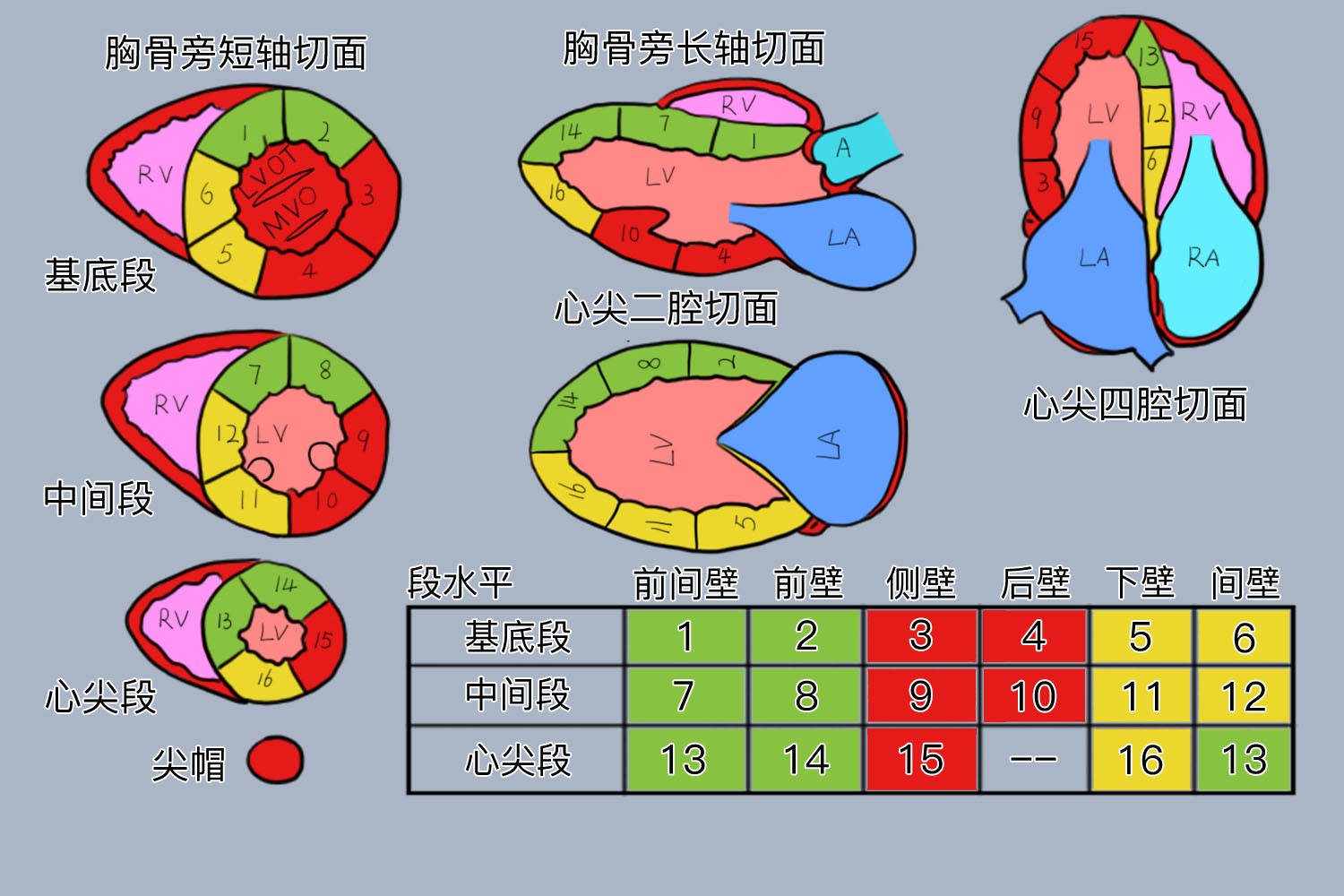 心脏17段分法图