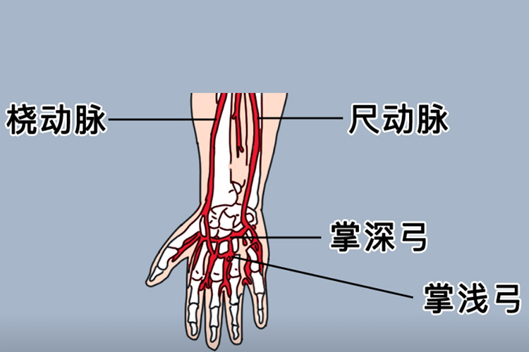 腕前区的主要血管分布图