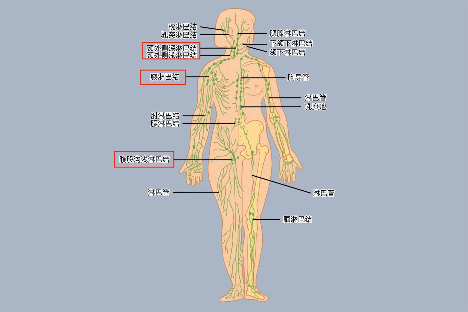 人体按摩的淋巴分布图