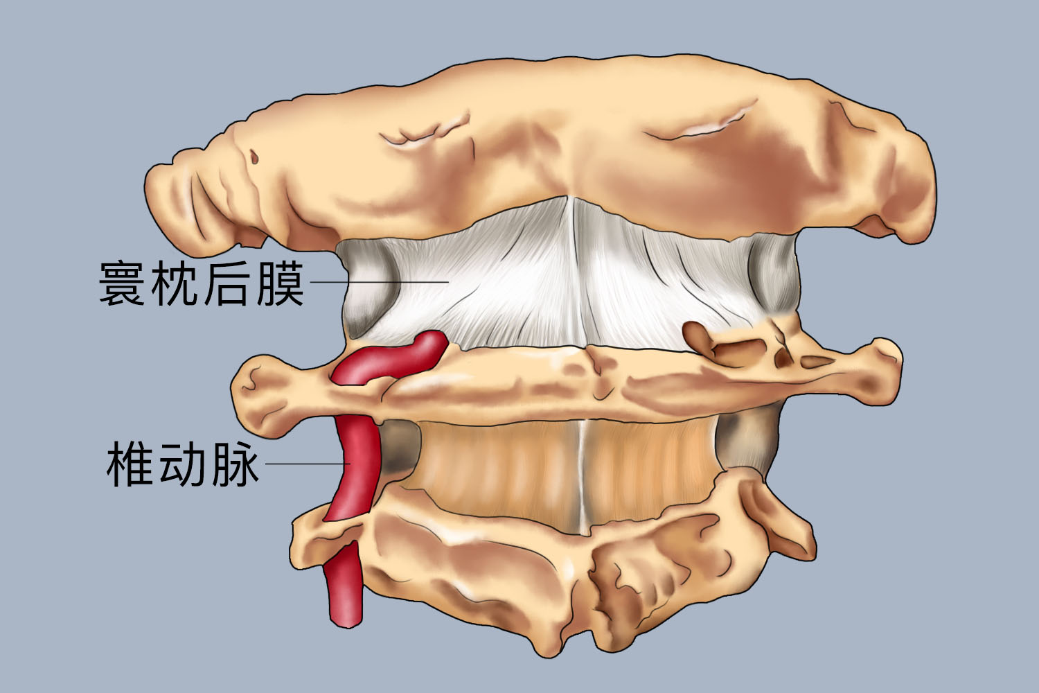 寰枕筋膜位置图
