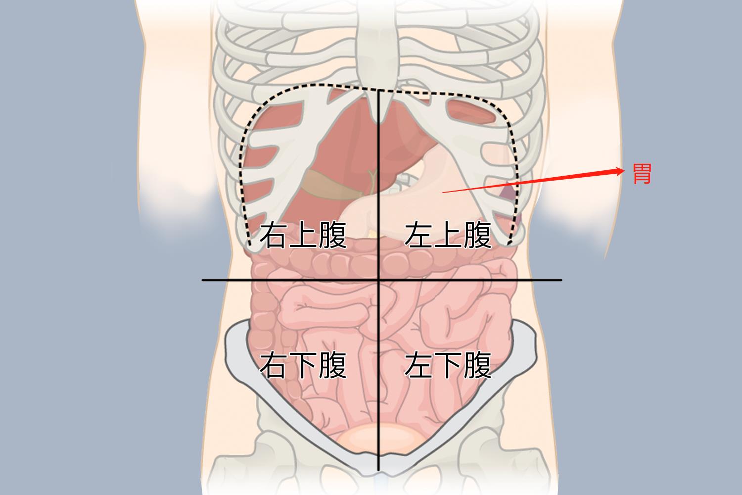 胃部的位置位置图图片