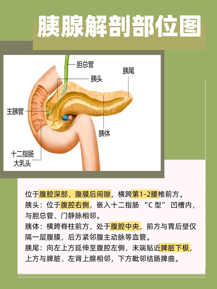 胰腺在人体哪个部位?图解告诉你答案