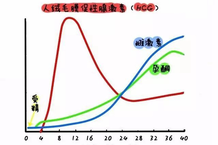 怀孕后激素水平变化图