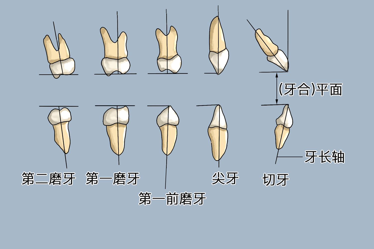 标准牙倾斜度示意图图片