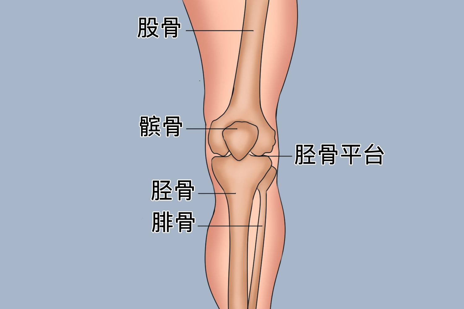 胫骨平台的位置图
