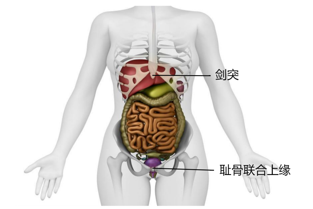 人体腹部位置图