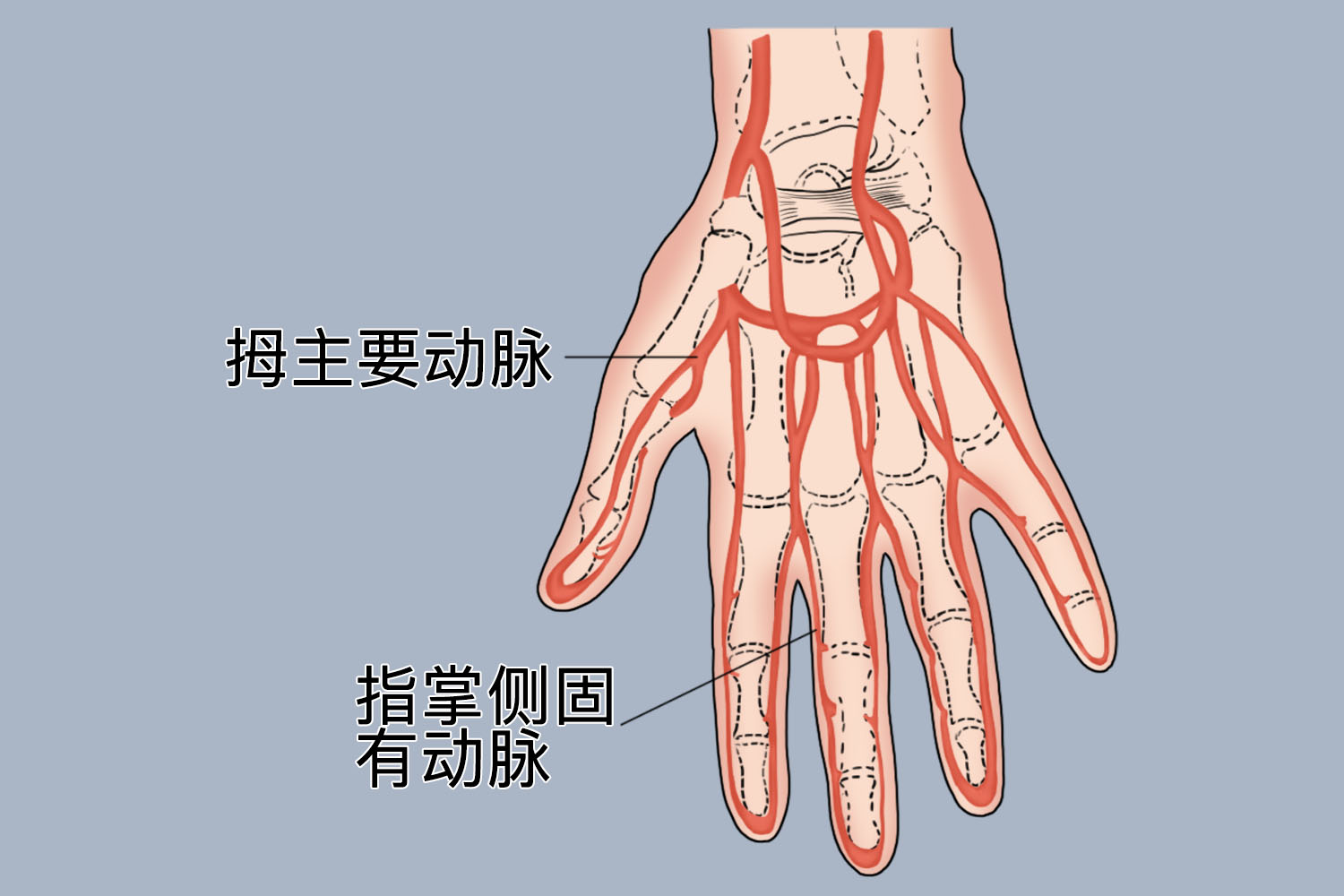 手指动脉分布图