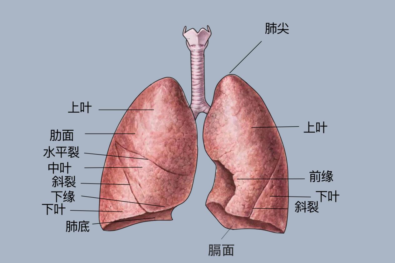 肺的形态解剖图图片