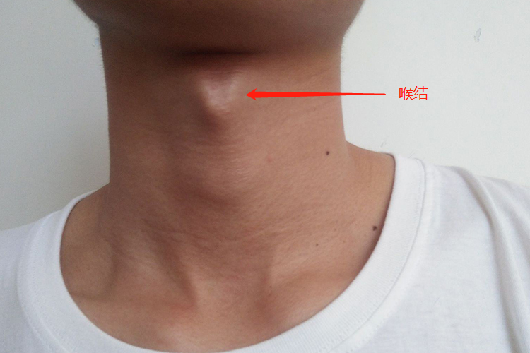 喉结位置图