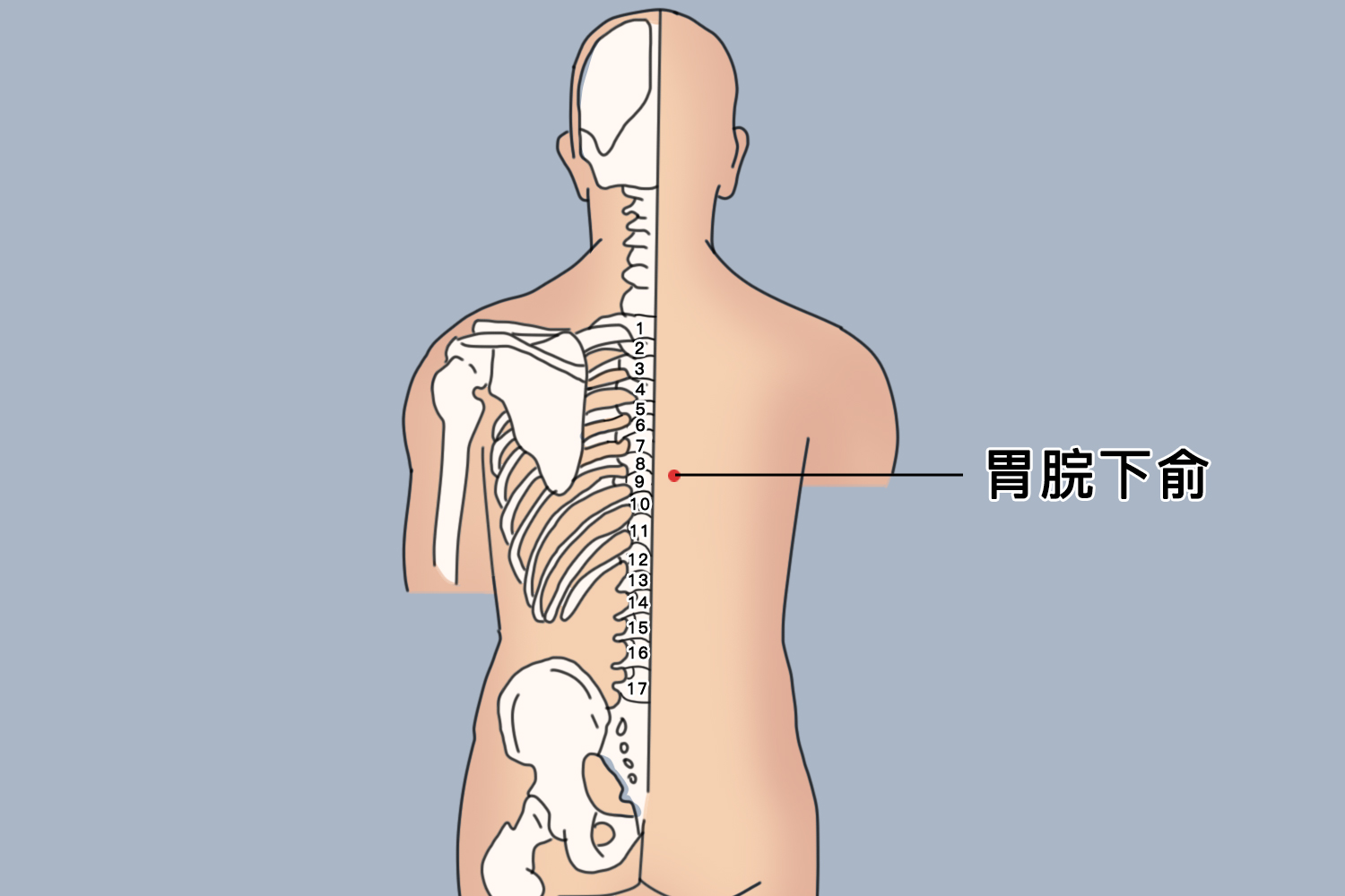 胃俞准确位置图 图图片