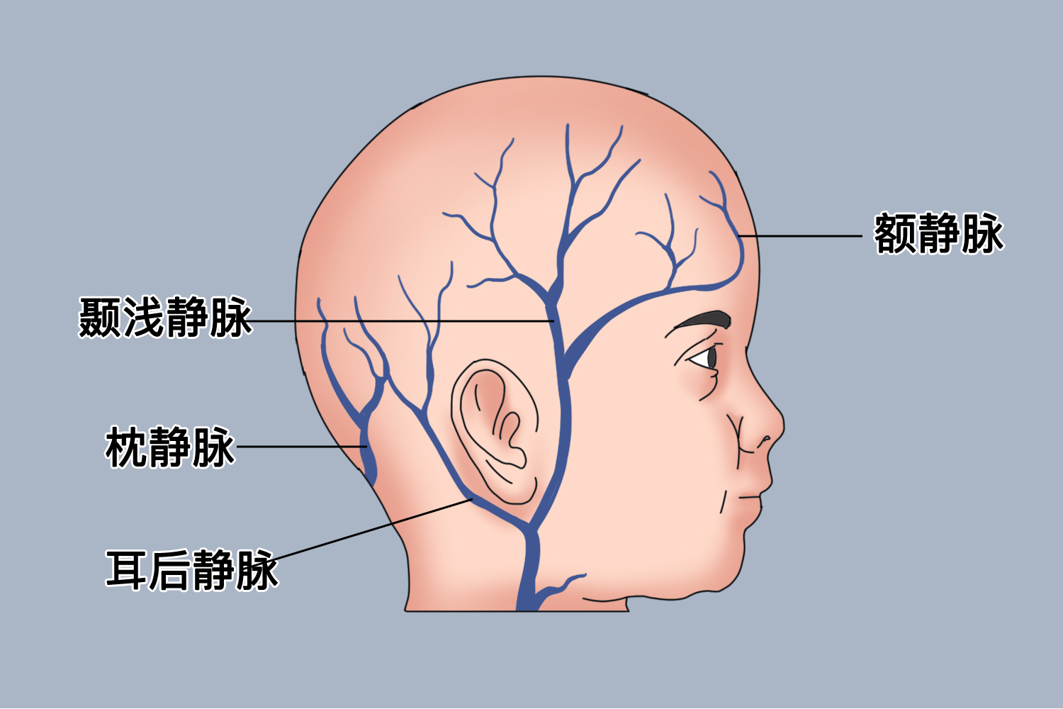 一岁半小孩输液首选部位图