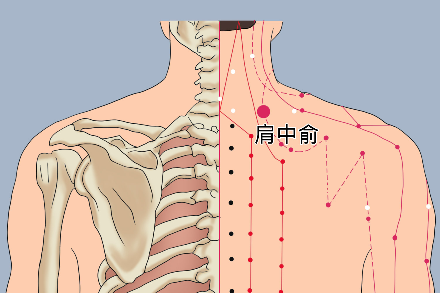 肩中俞位置图