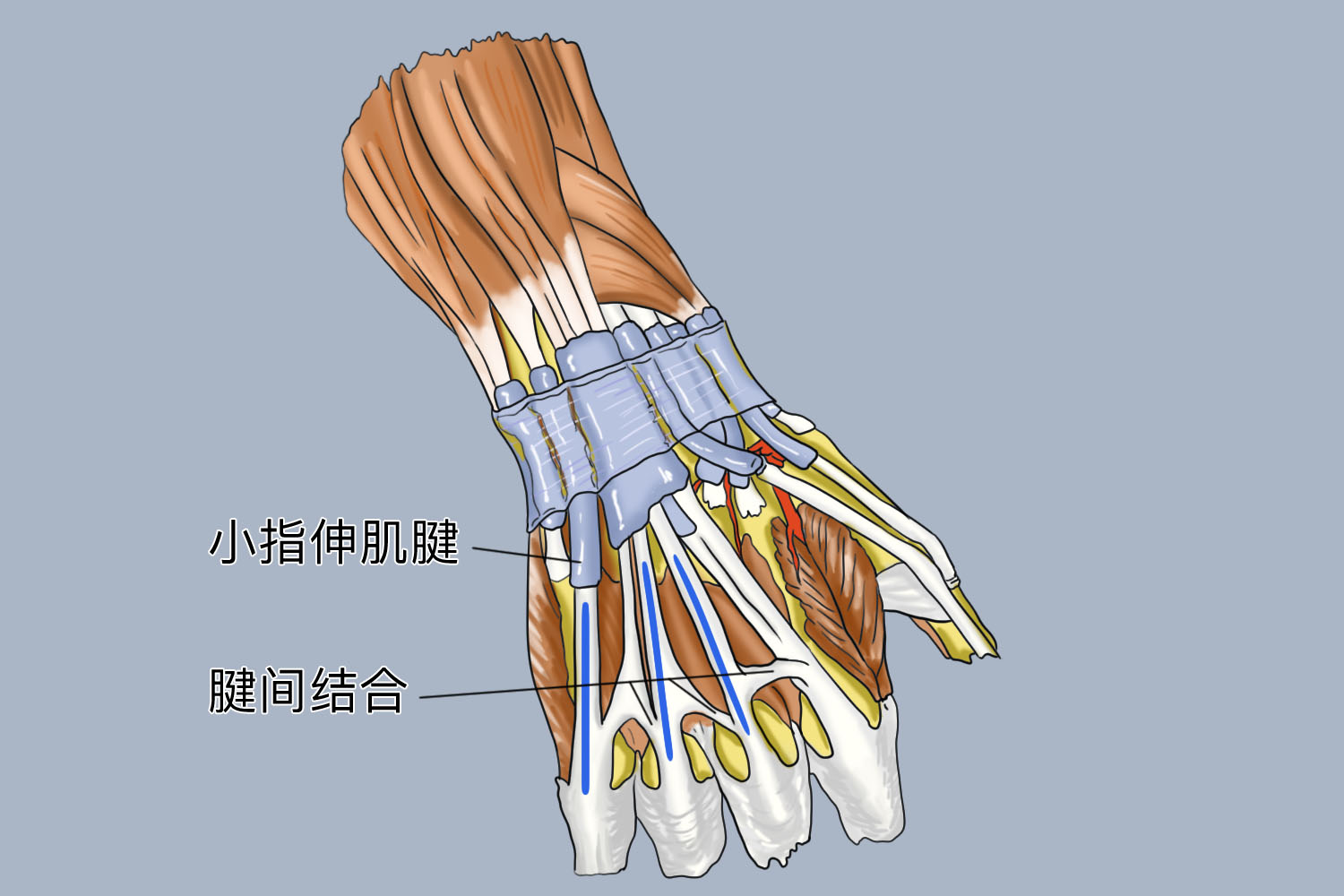 小拇指伸肌腱示意图