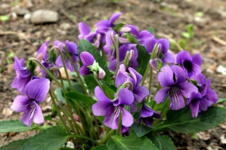 紫花地丁植株图 紫花地丁植株图
