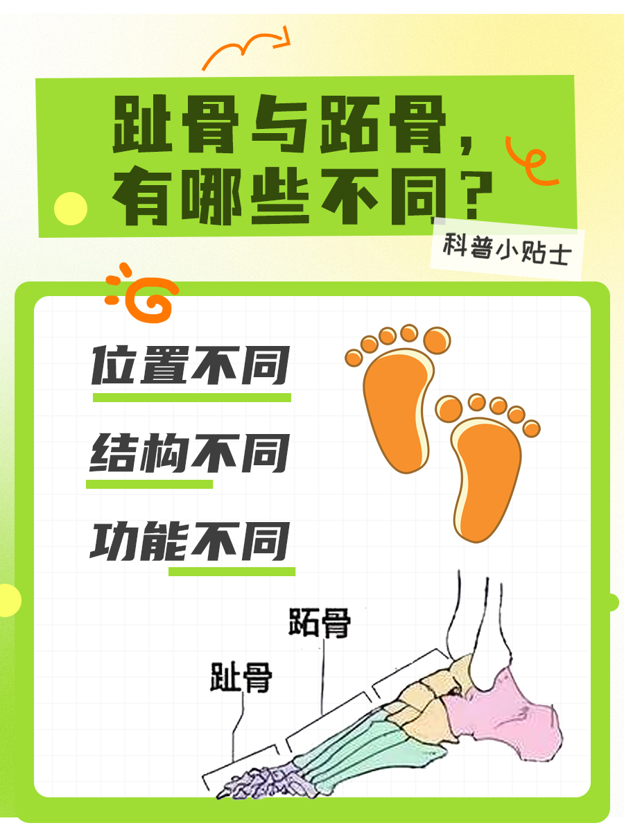 趾骨VS跖骨，别再傻傻分不清啦！