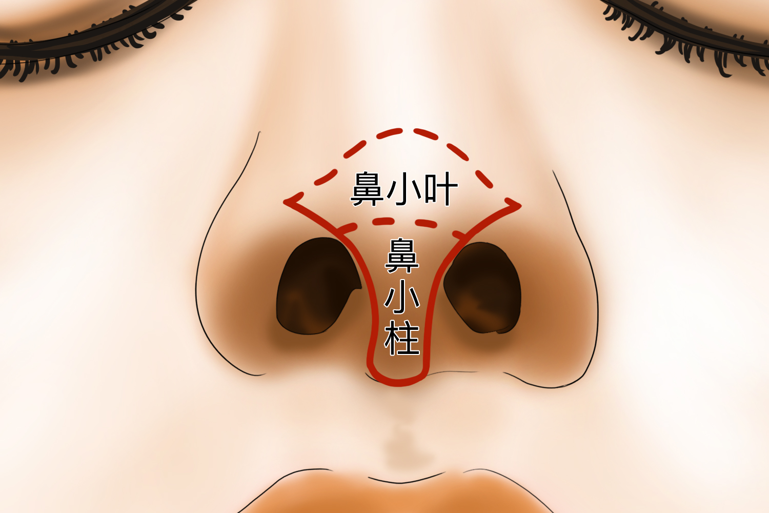 鼻小柱图 鼻小柱图