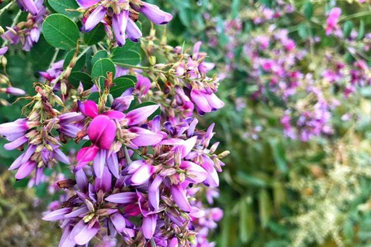 胡枝子植株图 胡枝子植株图