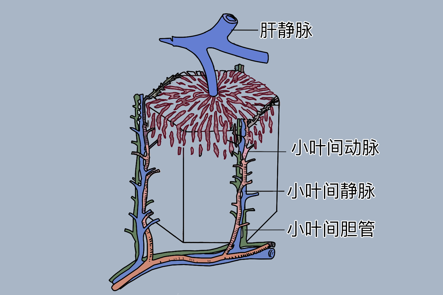 小叶间胆管图 小叶间胆管图