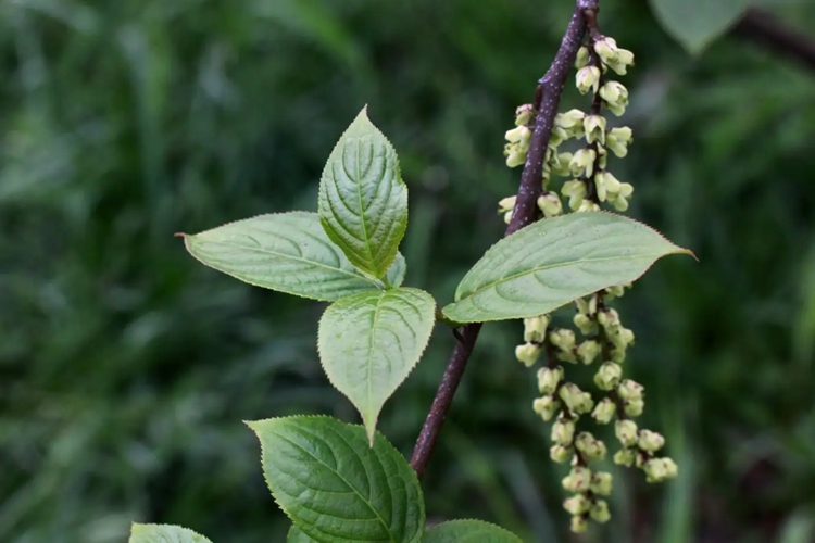 中国旌节花图 中国旌节花图