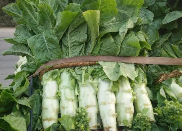莴苣.jpg