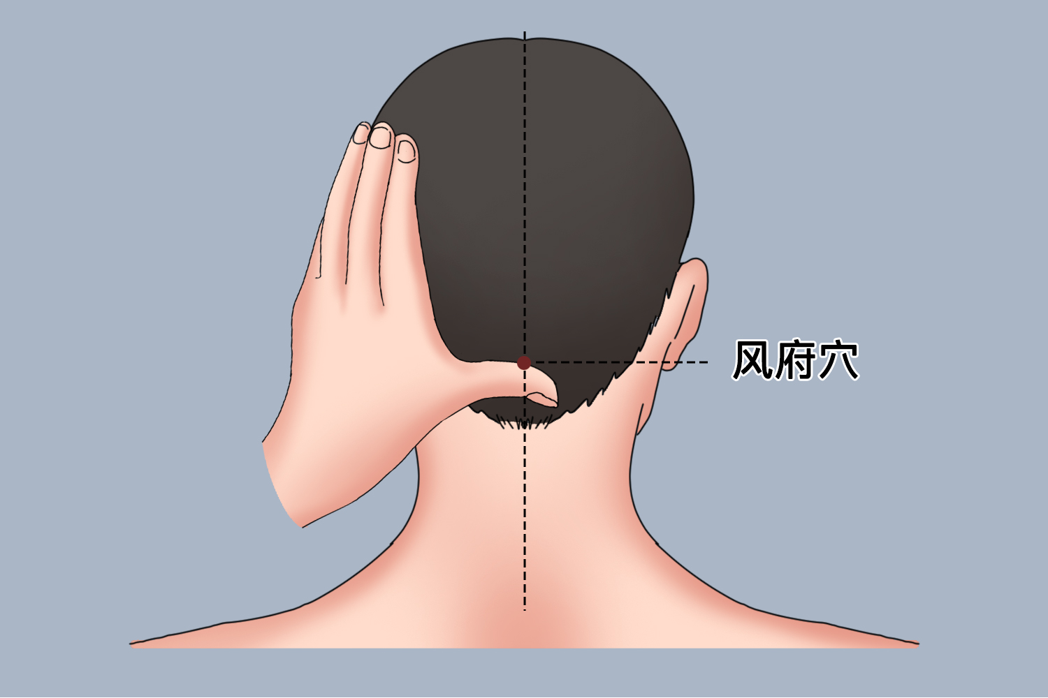 风池风府位置图图片