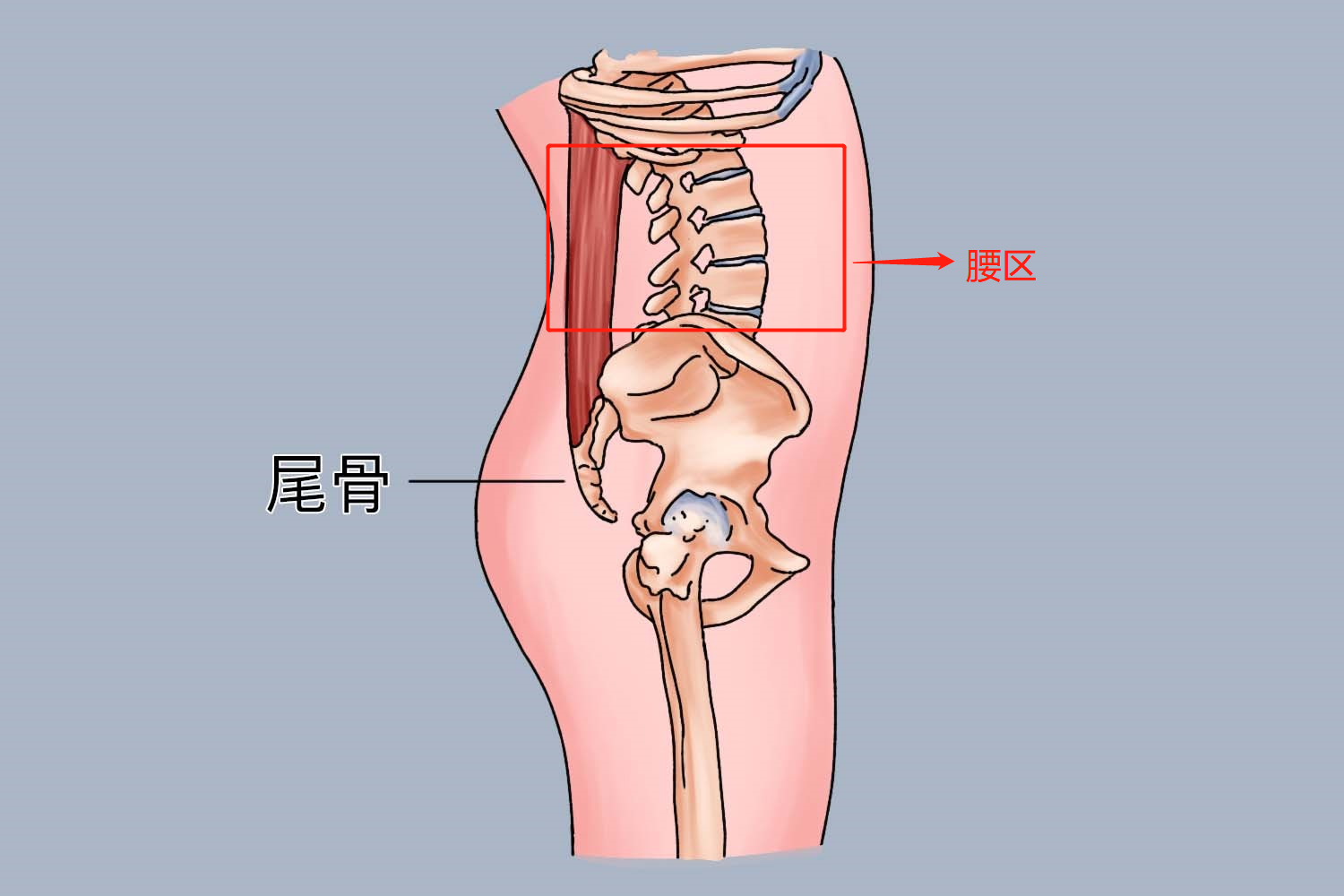 腰部位置图腰区x线图腰部位置后面观图腰部位置前面观