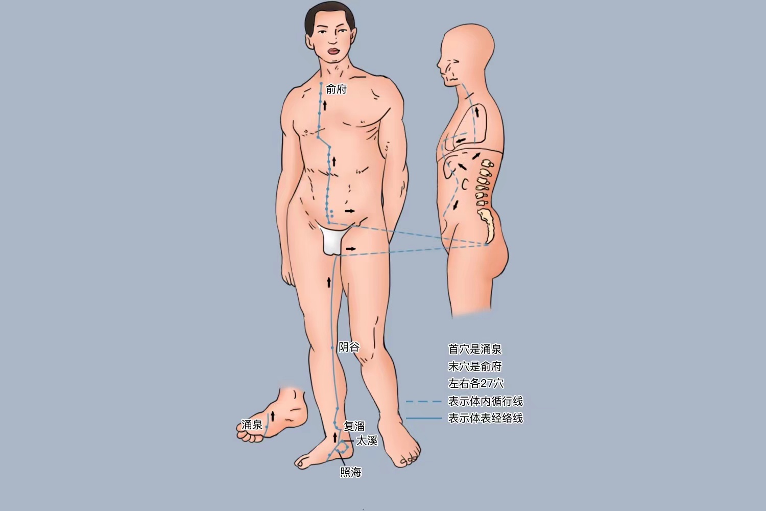 足少阴肾经循行路线图