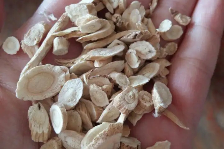 劣质黄芪图 劣质黄芪图