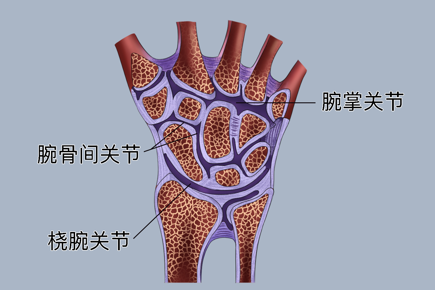 腕背屈角度图片