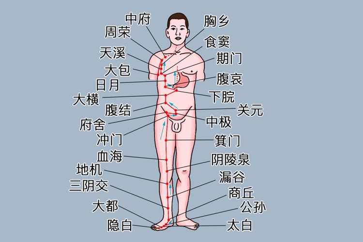 足太阴脾经位置图