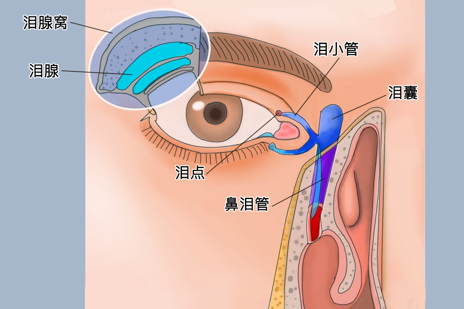 散瞳正确按压泪囊图片 本文由有来医生原创,经专业医师审核校对