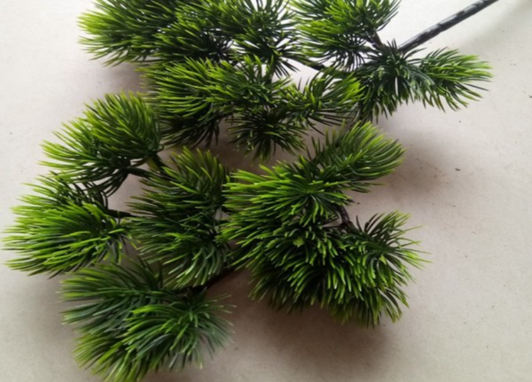 松树叶.jpg
