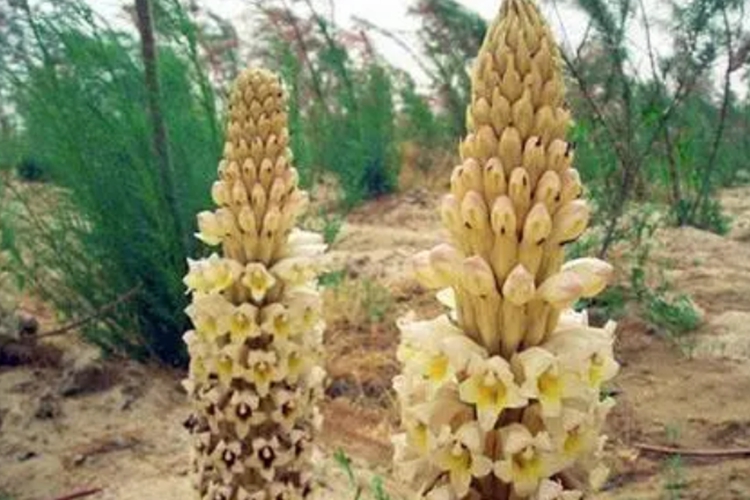 肉苁蓉图 肉苁蓉图