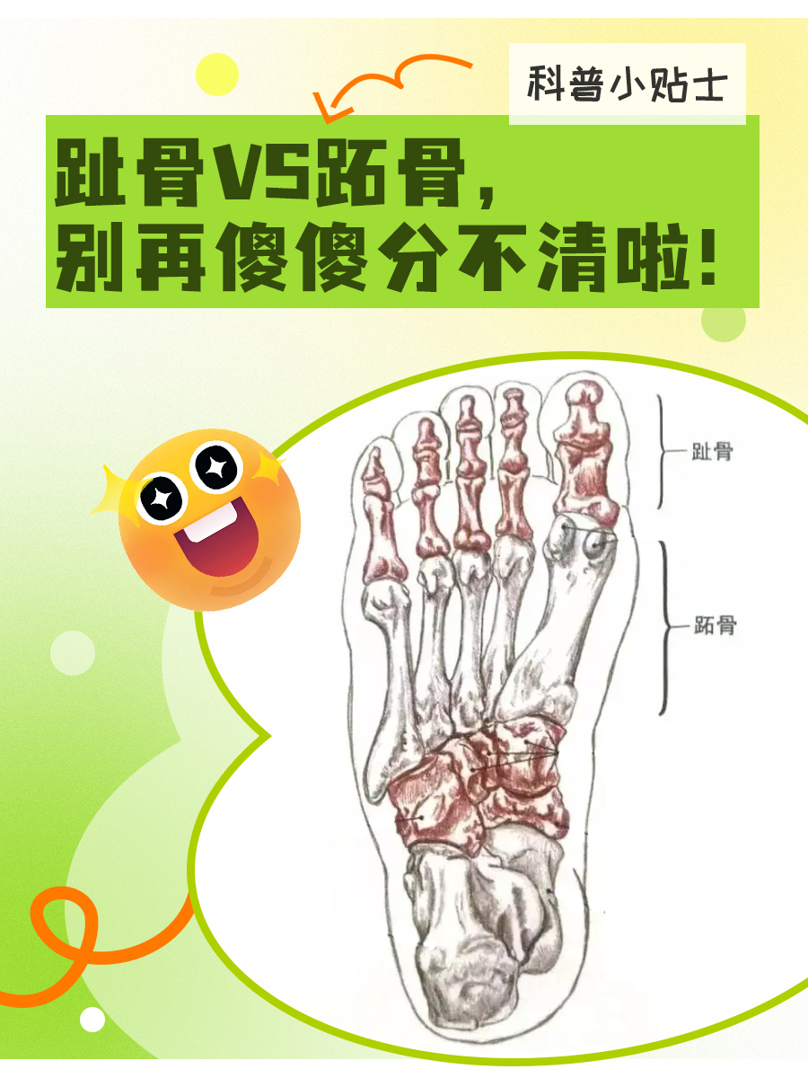 趾骨VS跖骨，别再傻傻分不清啦！