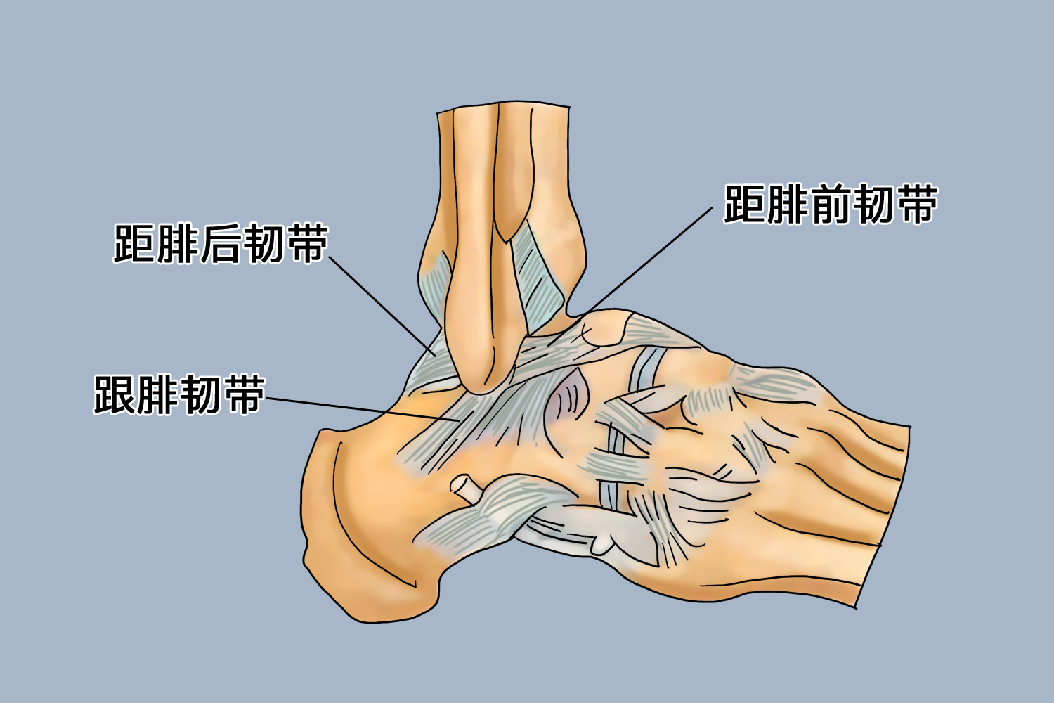 距腓前后韧带及跟腓韧带图 距腓前后韧带及跟腓韧带图