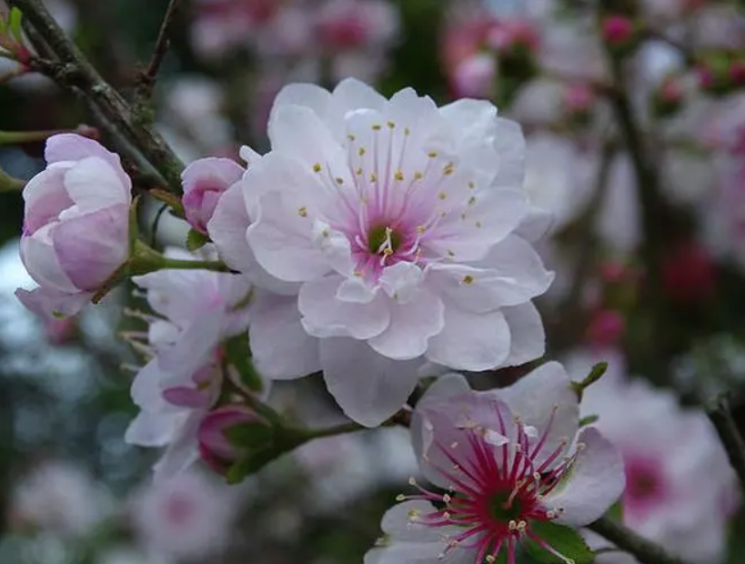 郁李植株图 郁李植株图