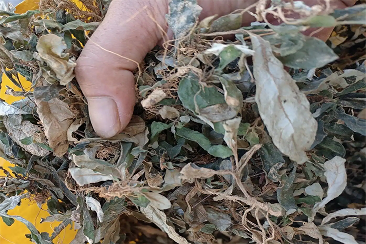 白花地胆头药材图