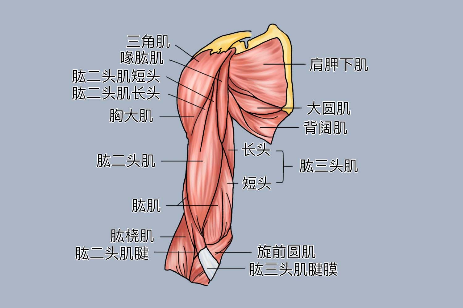 上肢带肌与臂肌前群图