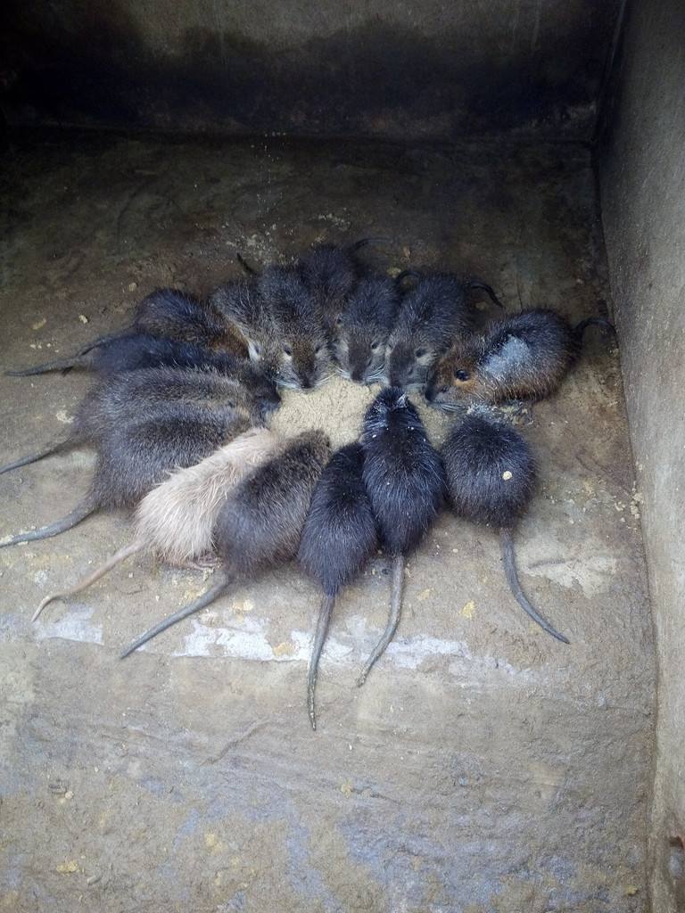 海狸鼠种鼠品质的评定标准_帮农网